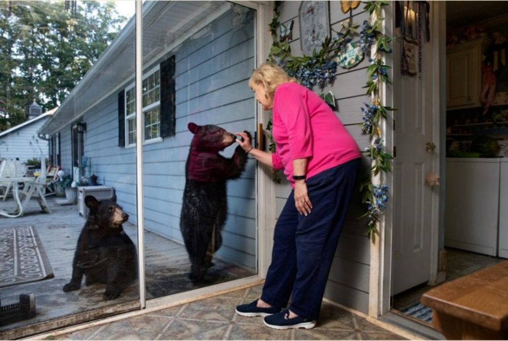 ursos no quintal de uma casa fotogrrafia mudança climática concurso fotografia Sony Award