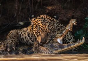 Bote de onça em jacaré é finalista do prêmio de fotografia da vida selvagem do Museu de História Natural de Londres