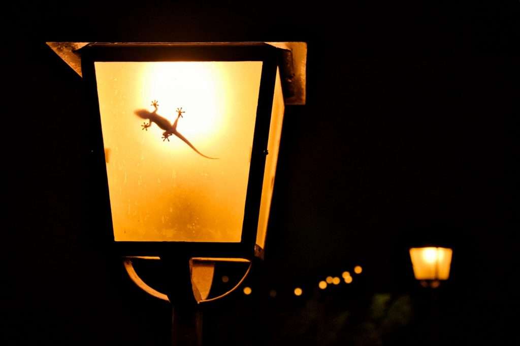 lagartixa dentro lampião Foto – Antje Kreienbrink, Fotos de pássaros, GDT Nature Photographer of the Year 2023