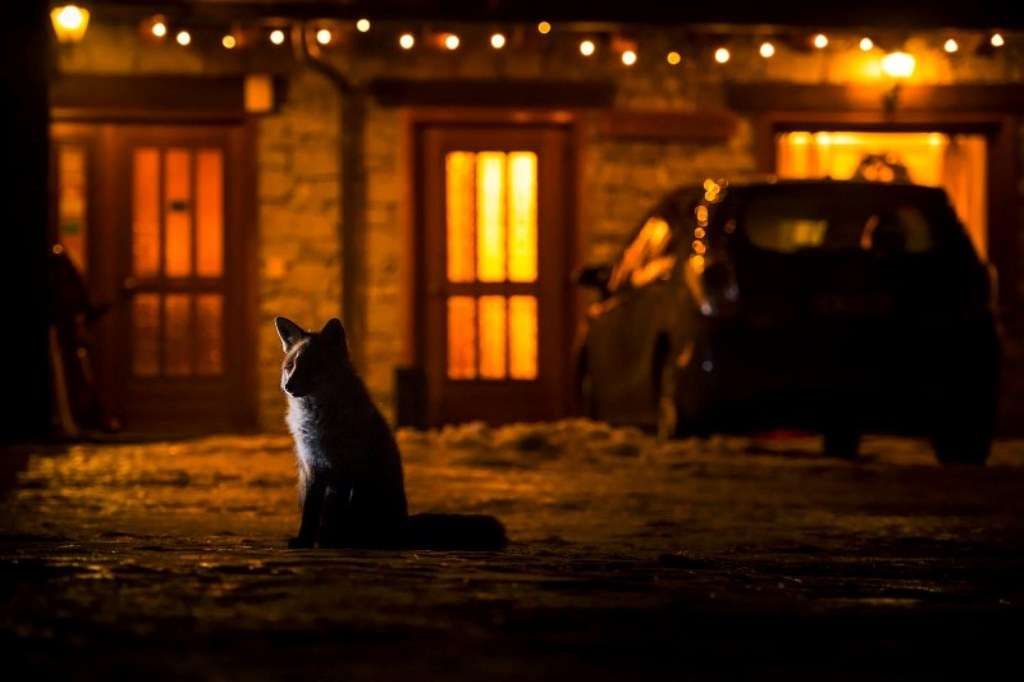 raposa vermelha em estacionamento concurso de fotografia foto de pássaro fotografia de natureza GDT Alemanha