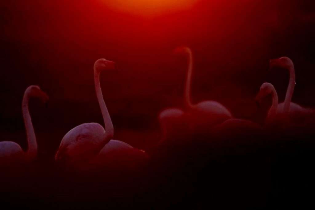 flamingos amanhecer foto de pássaro concurso de fotografia fotografia de natureza GDT Alemanha