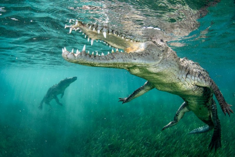 crocodilos concurso de fotografia foto de pássaro fotografia de natureza GDT Alemanha