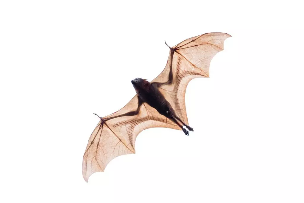 morcego concurso de fotografia foto de pássaro fotografia de natureza GDT Alemanha