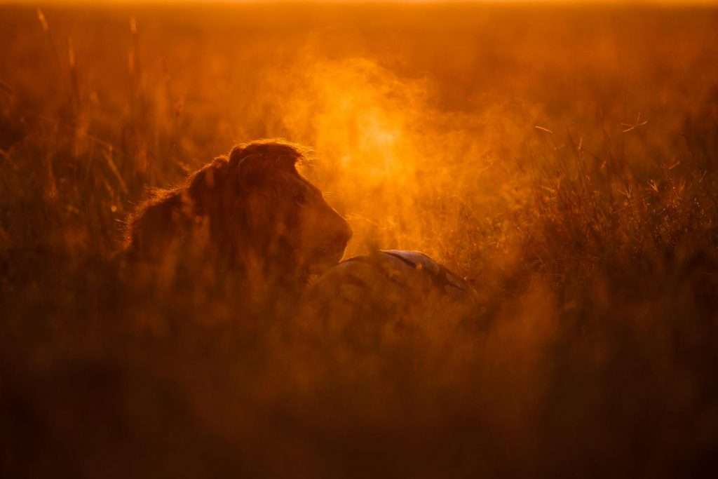 leão e zebra morta concurso de fotografia foto de pássaro fotografia de natureza GDT Alemanha