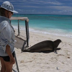 Duas mulheres observam uma foca indo em direção ao mar, um exemplo de projeto para proteger espécies ameaçadas que pode ser abordada pelo jornalismo de soluções