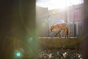Raposa andando sobre muro em Bristol, foto premiada na categoria Vida Selvagem Urbana em concurso no Reino Unido 
