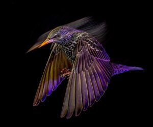 Estorninho-comum (Starling) à noite em West Midlands, foto premiada no concurso de fotografia de natureza britânico 