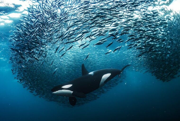 Orca e cardume de peixes, foto premiada em concurso da ONU