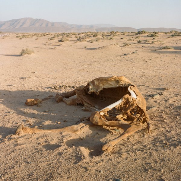 carcaça dromedário deserto oásis Marrocos mudanças climáticas meio ambiente prêmio fotografia