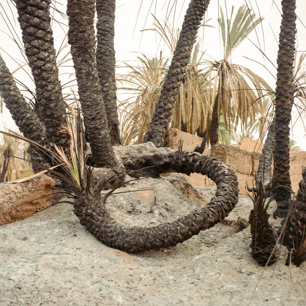 vegetação ressecada oásis deserto Marrocos mudanças climáticas meio ambiente prêmio fotografia
