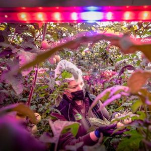 colheita tomates luzes LED net zero mudanças climáticas meio ambiente prêmio fotogrfia