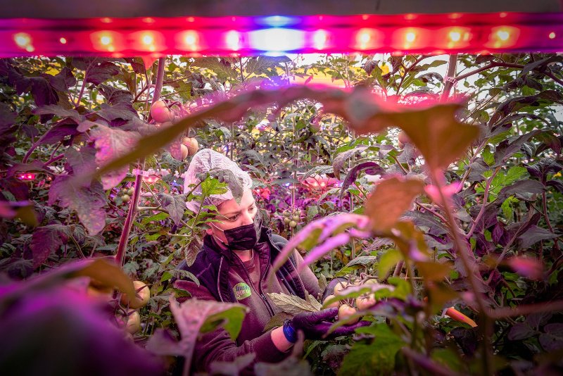 colheita tomates luzes LED net zero mudanças climáticas meio ambiente prêmio fotogrfia