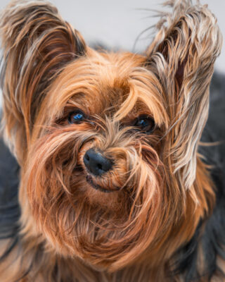 Cachorro enfezado, com boca e nariz retorcidos, foto finalista do prêmio de fotos engraçadas de pets