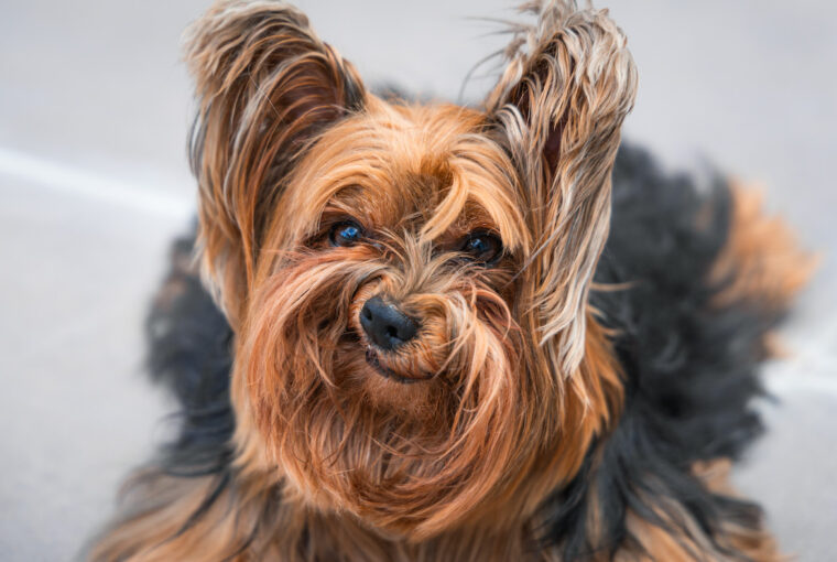 Cachorro enfezado, com boca e nariz retorcidos, foto finalista do prêmio de fotos engraçadas de pets