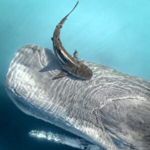 tubarão se alimenta de baleia morta, foto da natureza finalista de concurso de imagens feitas com drone