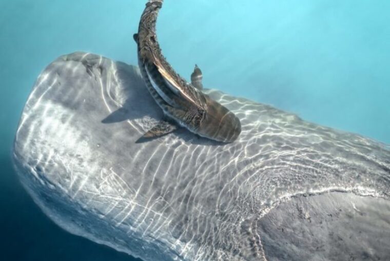 tubarão se alimenta de baleia morta, foto da natureza finalista de concurso de imagens feitas com drone