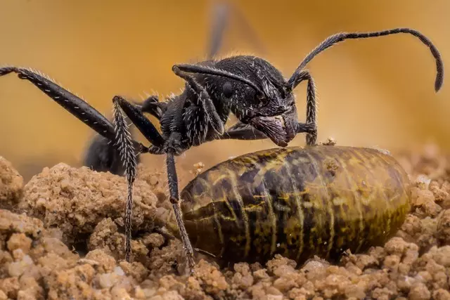 formiga predadora fotos de insetos concurso de fotografia