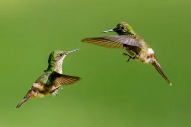 Fotos de paisagem, fauna e flora de áreas de preservação é tema de concurso de fotos de natureza e de animais Wiki Loves Earth colibris