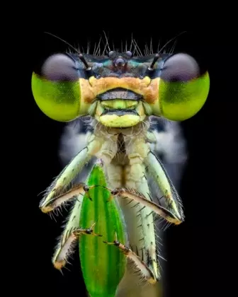 pequena libélula fotos de insetos concurso de fotografia