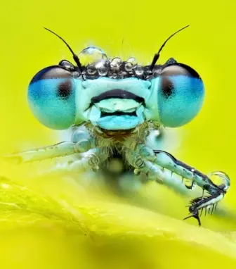 libélula de cauda azul foto de insetos concurso de fotografia