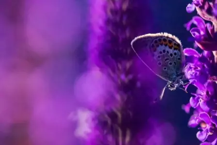 borboleta e flor tons de roxo fotos de insetos concurso de fotografia
