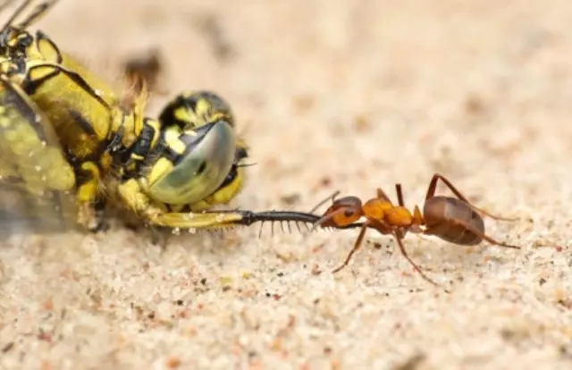formiga arrastando libélula fotos de insetos concurso de fotografia