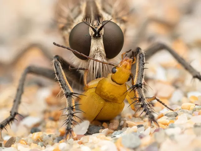 mosca ladrão comendo besouro fotos de insetos concurso de fotografia