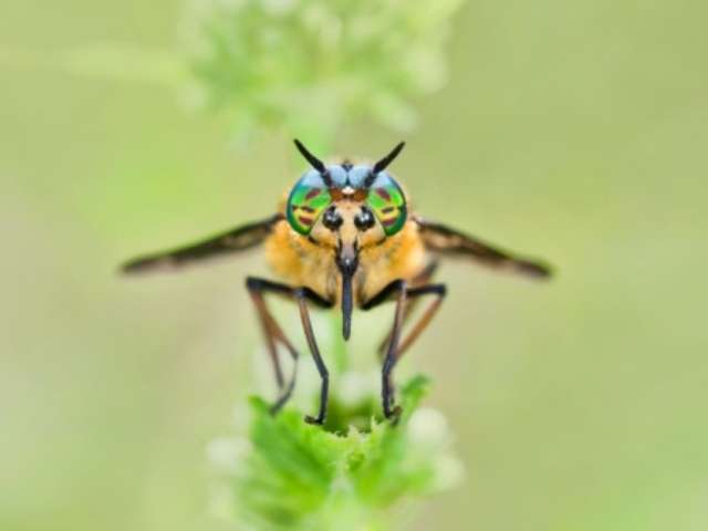 mosca deer fly fotos de insetos concurso de fotografia