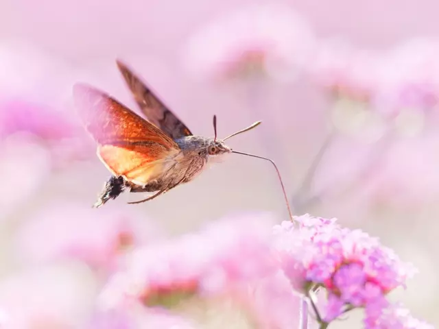 mariposa-colibri fotos de insetos concurso de fotografia