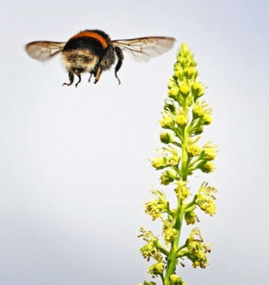 abelha polinizadora fotos de insetos concurso de fotografia
