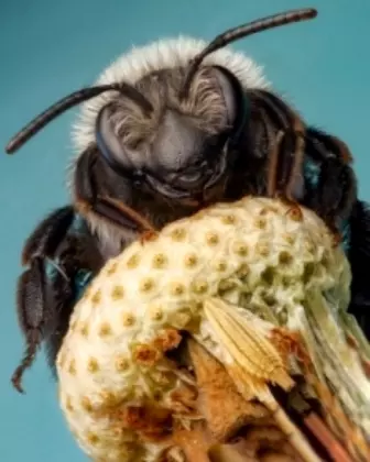 abelha mineira cinzenta fotos de insetos concurso de fotografia