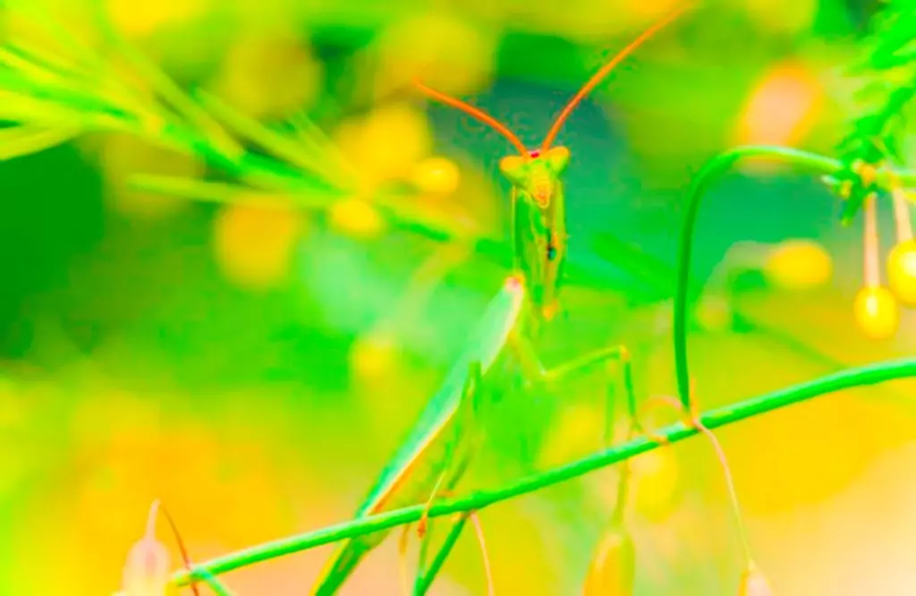 louva-a-deus da Nova Zelãndia fotos de insetos concurso de fotografia