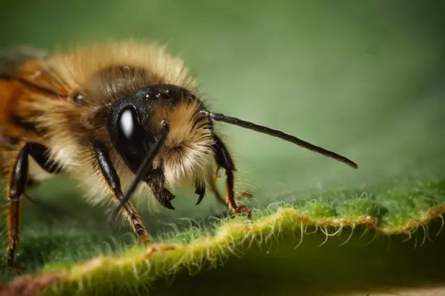 abelha vermelha fotos de insetos concurso de fotografia