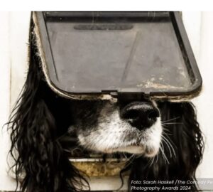 Foto cão entalado vencedora concurso fotografias engraçadas de pets