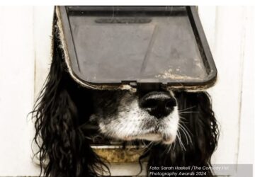 Foto cão entalado vencedora concurso fotografias engraçadas de pets