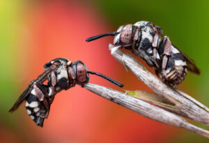 Duas abelhas dormindo, foto vencedora de concurso de fotos de insetos