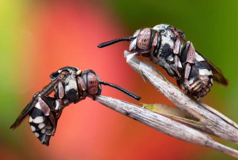 Duas abelhas dormindo, foto vencedora de concurso de fotos de insetos