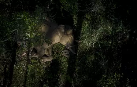 Foto de elefante dormingo é a vencedora da categoria Vida Selvagem do prêmio de fotografia aérea Drone Photo Awards