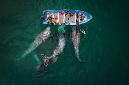 Foto de baleias interagindo com pessoas no barco é uma das finalistas do prêmio de fotografia aérea Drone Photo Awards