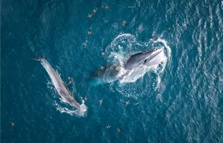 Foto de baleia e filhote caçando é uma das finalistas do prêmio de fotografia aérea Drone Photo Awards