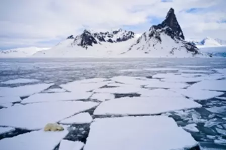 Foto de urso descansando na geleira é uma das finalistas do prêmio de fotografia aérea Drone Photo Awards