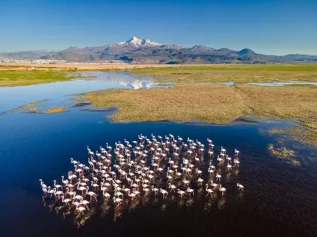 Foto de flamingos no pântano é uma das finalistas do prêmio de fotografia aérea Drone Photo Awards