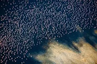 Foto de flamingos é uma das finalistas do prêmio de fotografia aérea Drone Photo Awards
