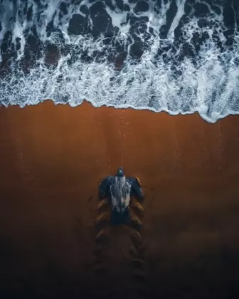 Foto de tartaruga indo para a água é uma das finalistas do prêmio de fotografia aérea Drone Photo Awards