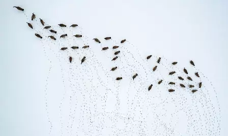 Foto de pegadas de gansos na neve é uma das finalistas do prêmio de fotografia aérea Drone Photo Awards