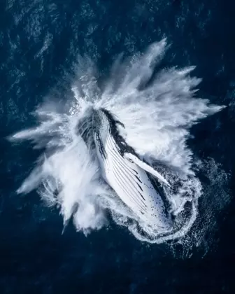 Foto de baleia saltando é uma das finalistas do prêmio de fotografia aérea Drone Photo Awards
