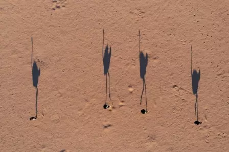Foto de 4 avestruzes no deserto é uma das finalistas do prêmio de fotografia aérea Drone Photo Awards