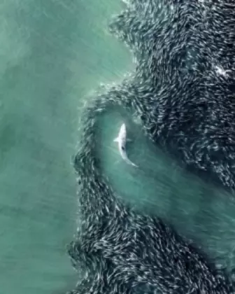 Foto de tubarão e cardume de peixes é uma das finalistas do prêmio de fotografia aérea Drone Photo Awards