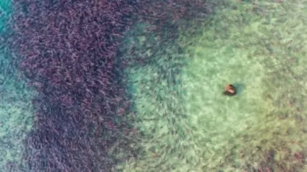 Foto de urso pescando salmão é uma das finalistas do prêmio de fotografia aérea Drone Photo Awards