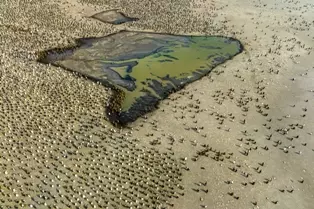 Foto de pinguins na beira do lago é uma das finalistas do prêmio de fotografia aérea Drone Photo Awards